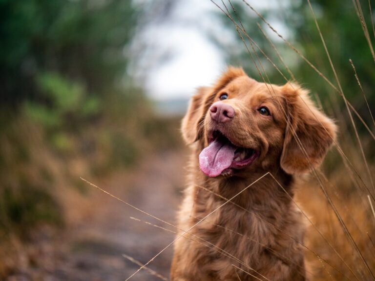 10 Cose da fare per trattare le punture di pulce sui cani